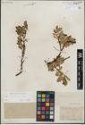 Foto von Salix kitaibeliana Willd.